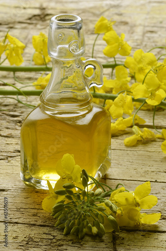 Brassica napus कैनोला Rapeseed Colza olio di canola photo