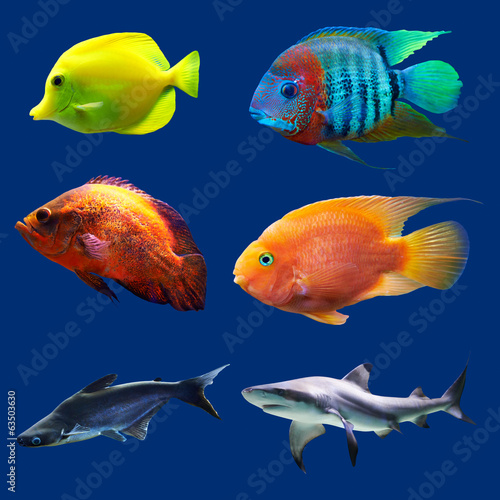 Set of tropical fish. Isolated on blue. Hight res.