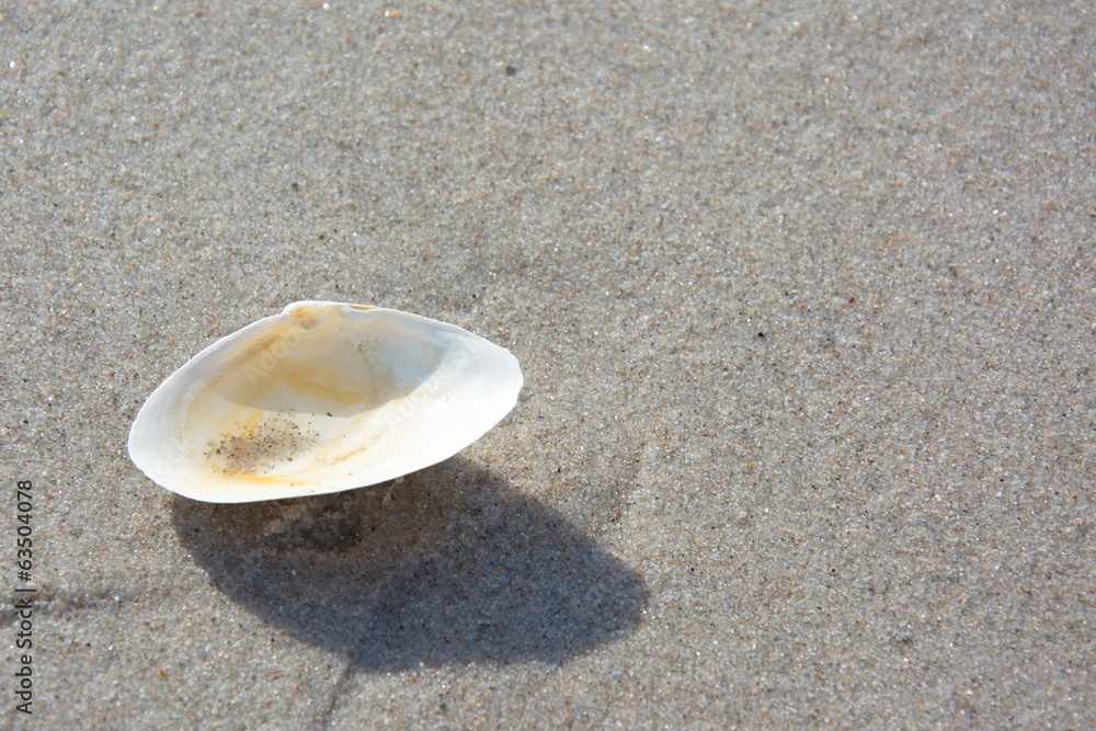 Obraz premium Muschelschale am Strand