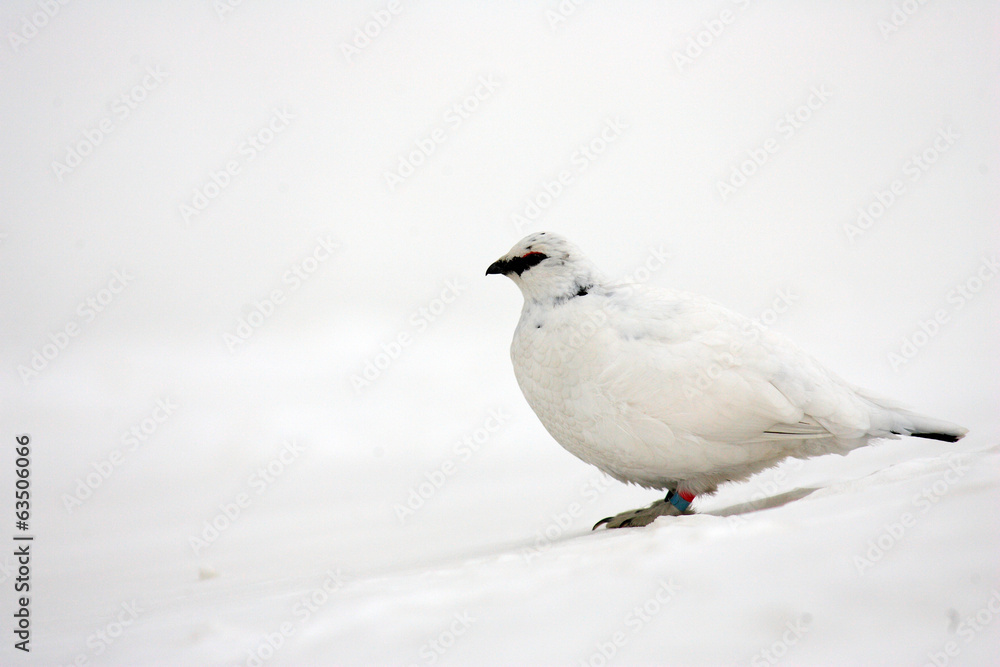 Rock Ptarmigan (Lagopus muta) winter plumage in Japan Rock Ptarmigan (Lagopus muta) winter plumage in Japan