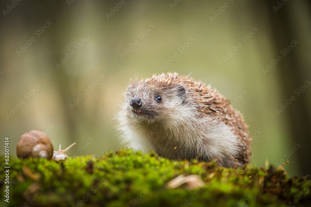 Eastern European Hedgehog Eastern European Hedgehog