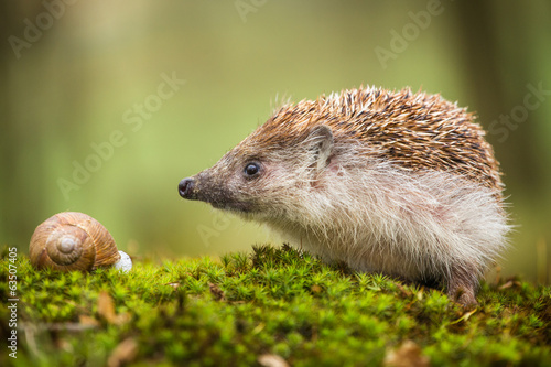 Eastern European Hedgehog photo