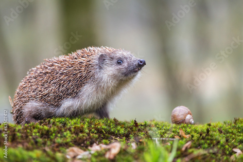 Eastern European Hedgehog