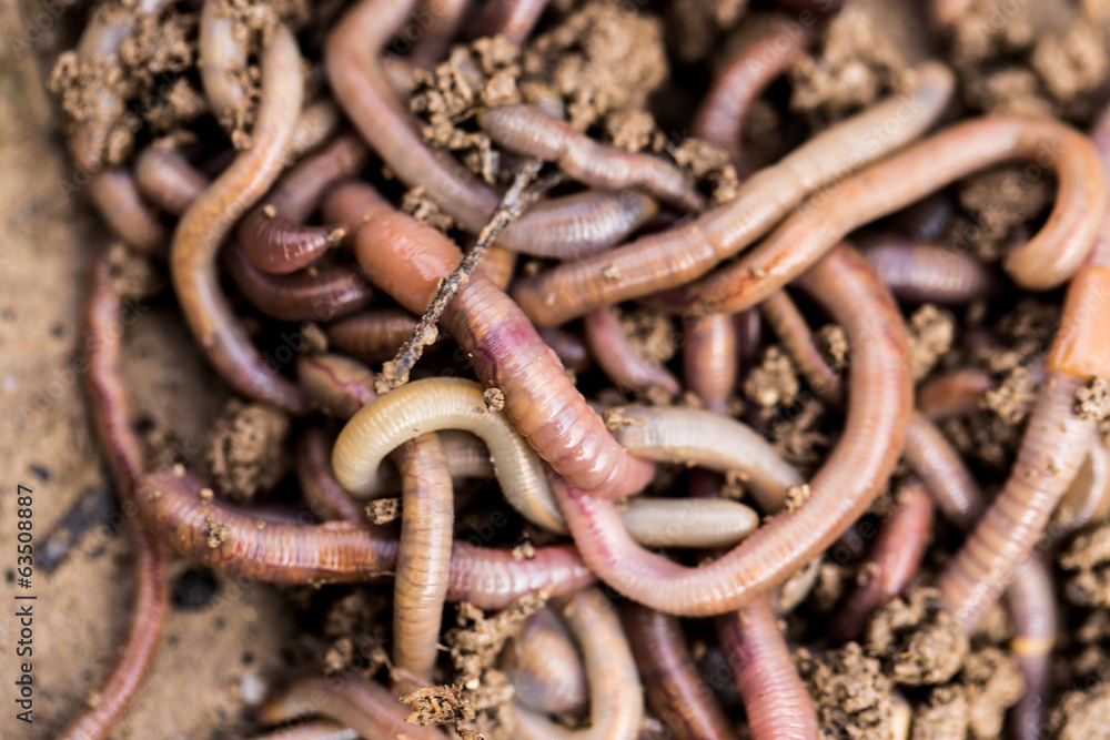 Obraz premium a worm on the ground. Macro