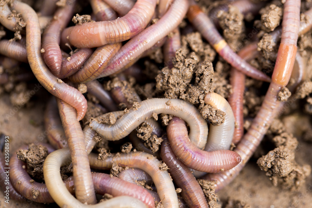 Obraz premium a worm on the ground. Macro