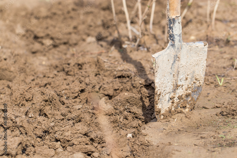 Fototapeta premium Shovel in the soil