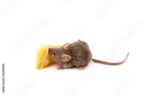 Mouse and cheese