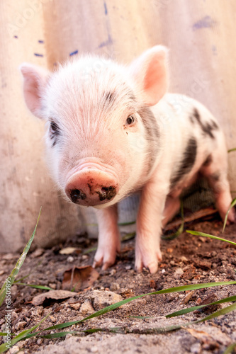 Close-up of a cute muddy piglet running around outdoors on the f