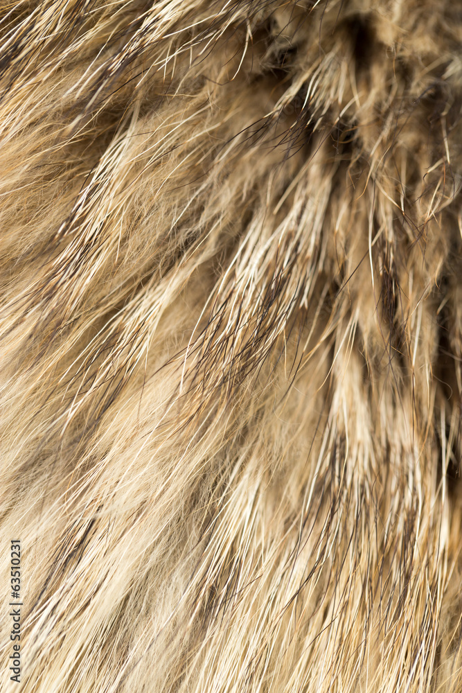 Fototapeta premium background of fur