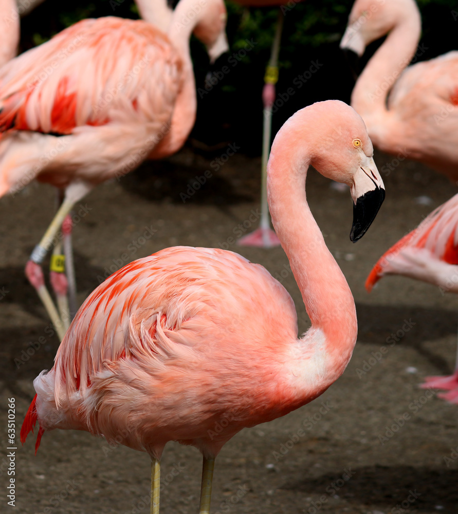 Chilean Flamingo (Phoenicopterus chilensis) Chilean Flamingo (Phoenicopterus chilensis)