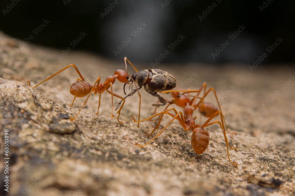 Ant's Competition