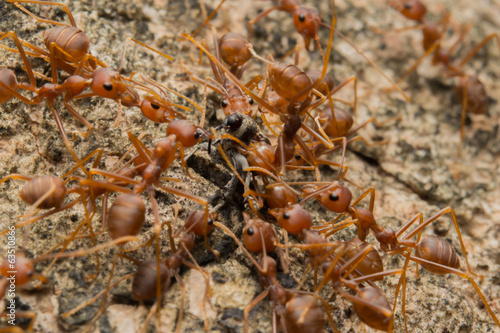 Ant's Competition © honbk1988