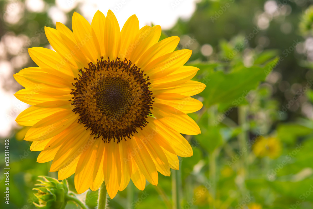 Sunflower Sunflower