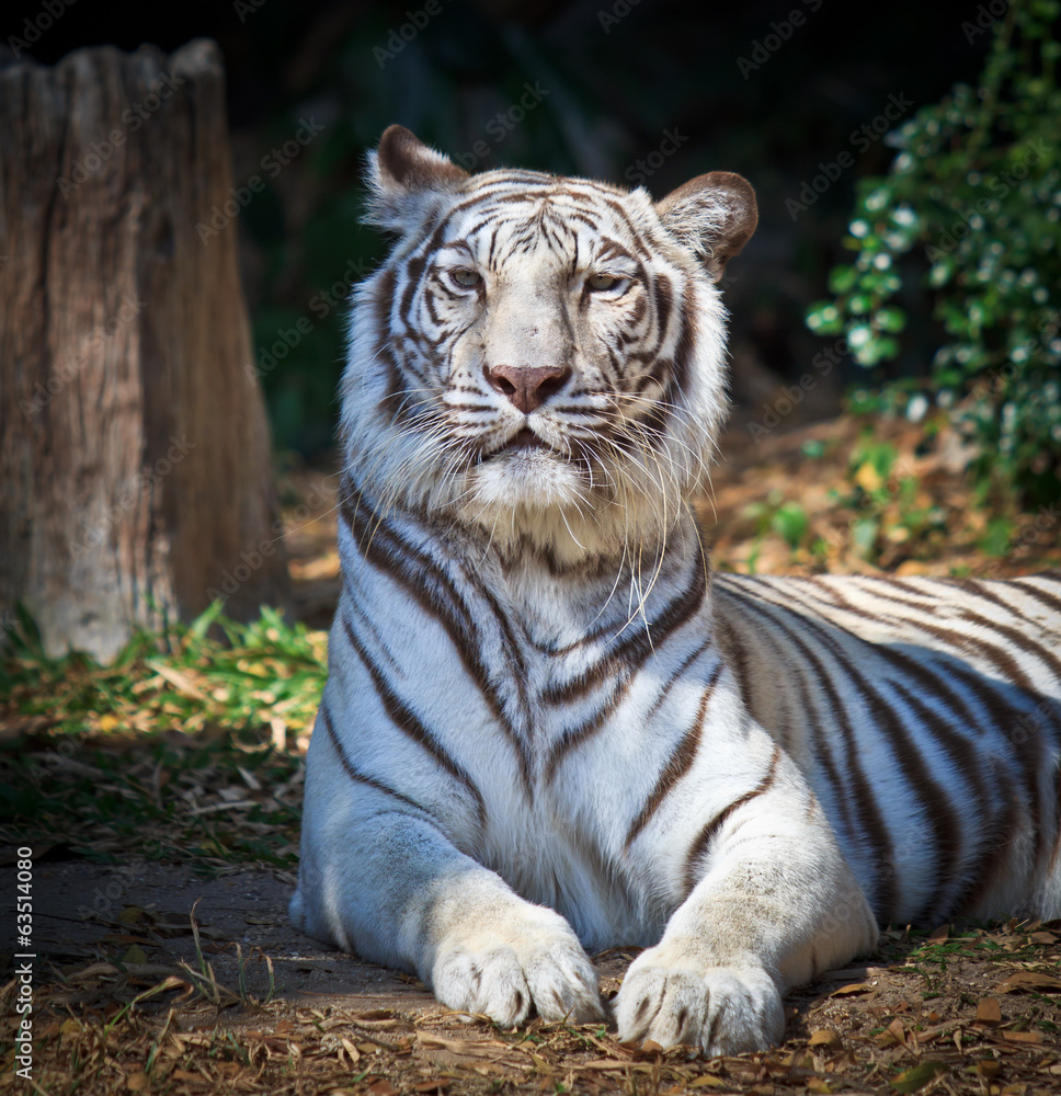 White Tiger