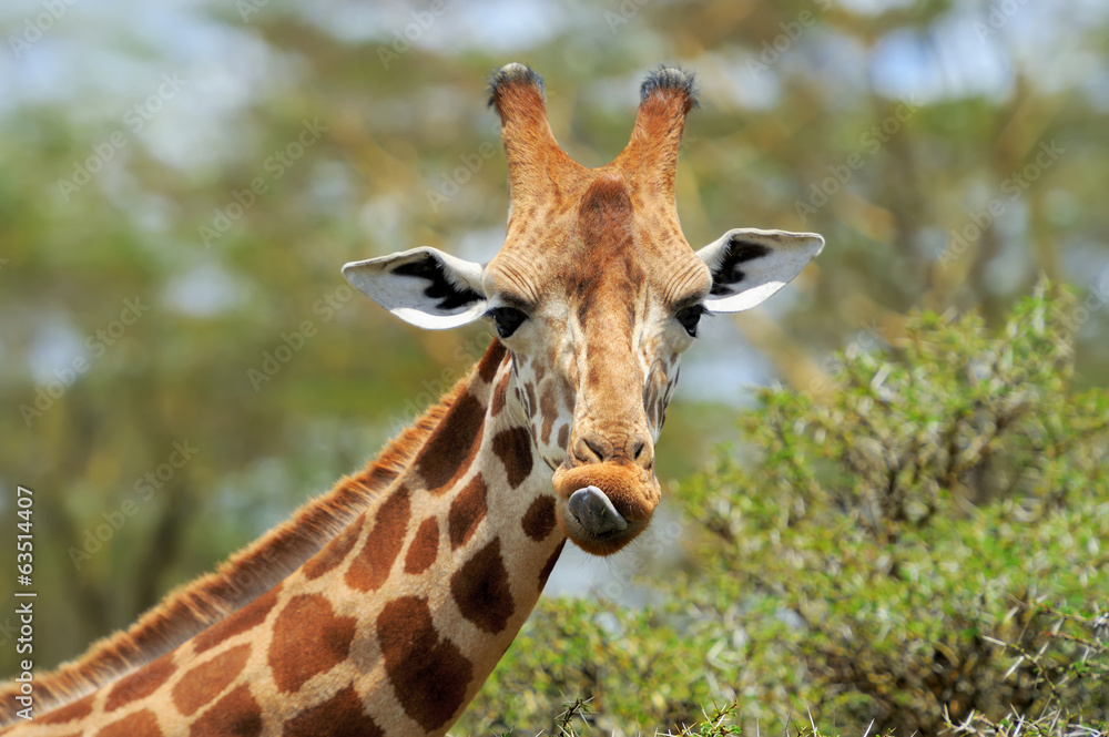 Obraz premium Giraffe