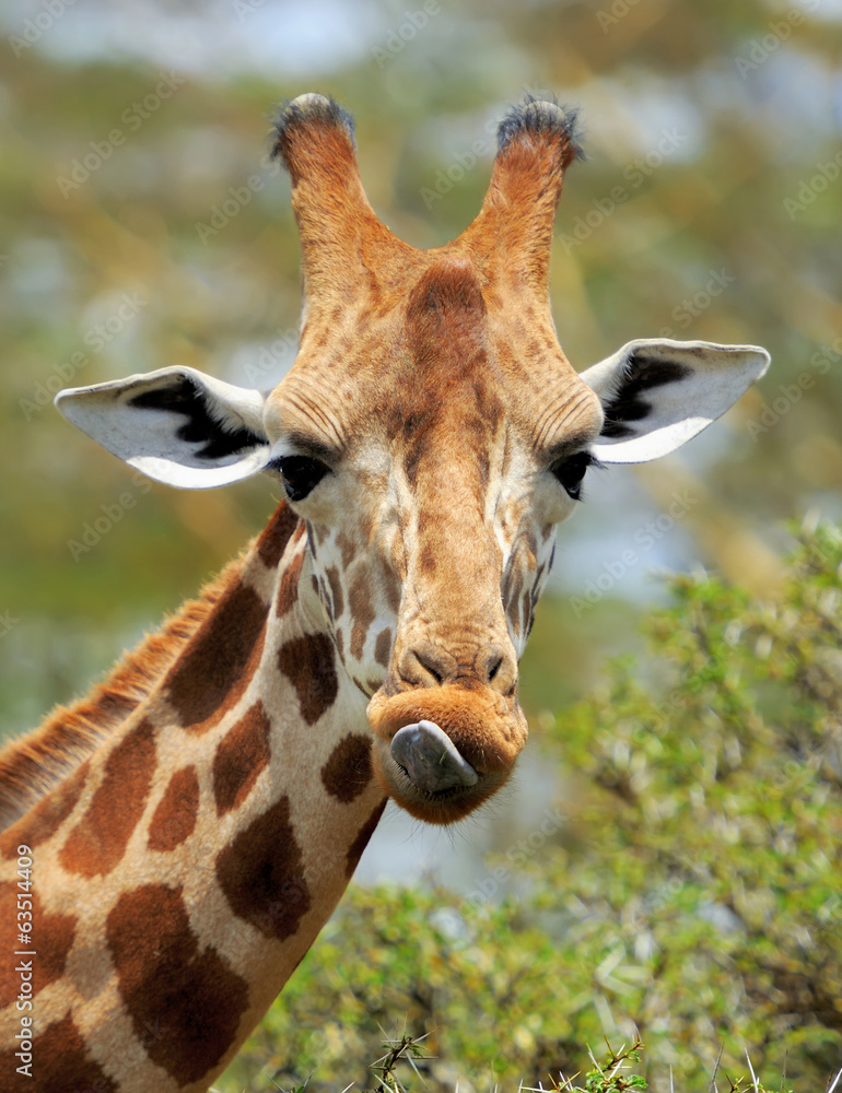 Obraz premium Giraffe