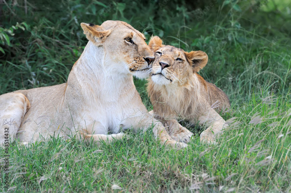 Lion Lion