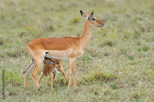 Impala