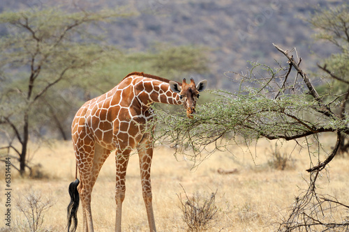 Foto Giraffe