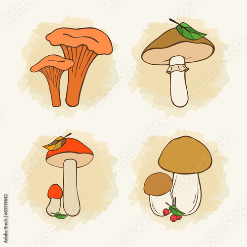 assorted mushrooms