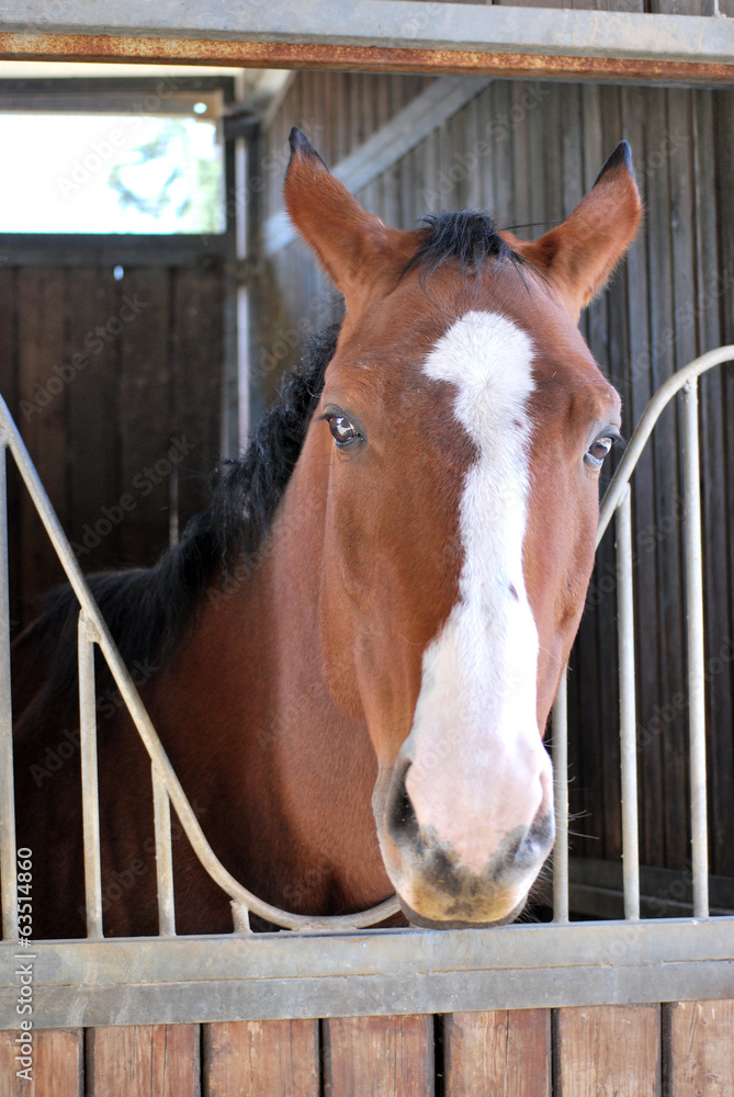 Fototapeta premium Horse arabian