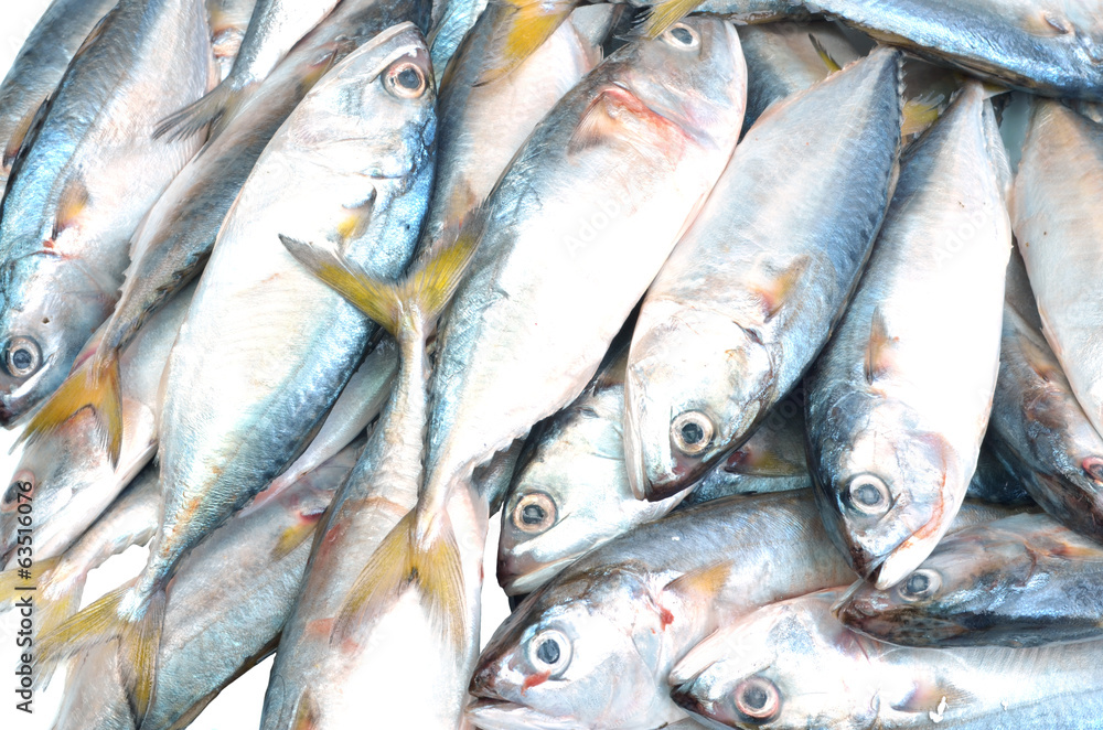 Mackerel Mackerel