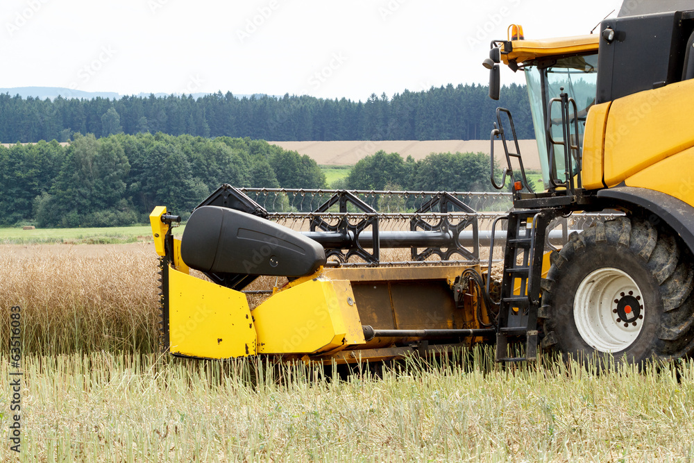 Fototapeta premium combine harvesting rape