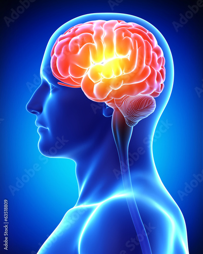 Anatomy of male brain