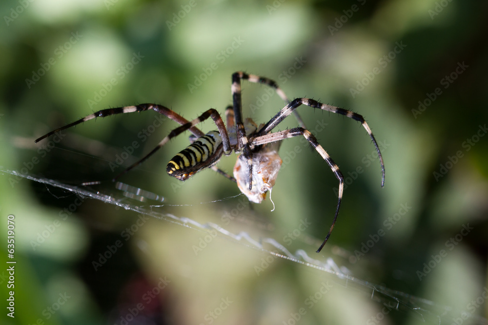 Spider wrapping hopper