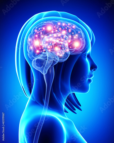 Anatomy of female active brain