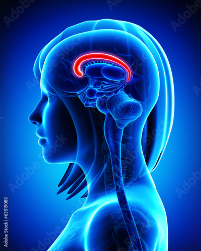 Anatomy of brain cingulate gyrus- cross section