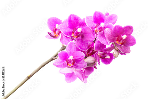 Fototapeta Naklejka Na Ścianę i Meble -  Group of pink orchid flowers isolated on white background