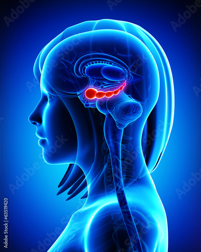 Anatomy of  Brain hippocampus in blue photo