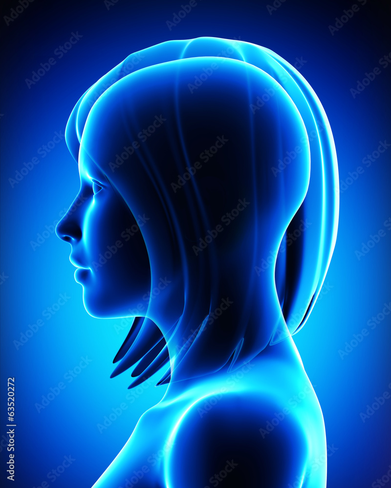 Anatomy of female head Anatomy of female head