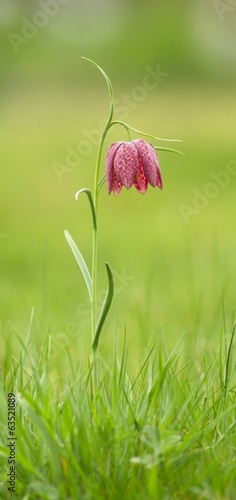 Schachblume / Fritillaria Meleagris