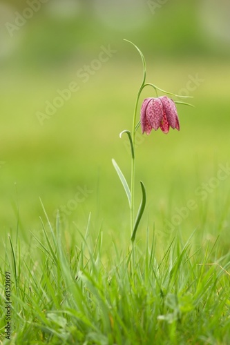 Schachblume / Fritillaria Meleagris