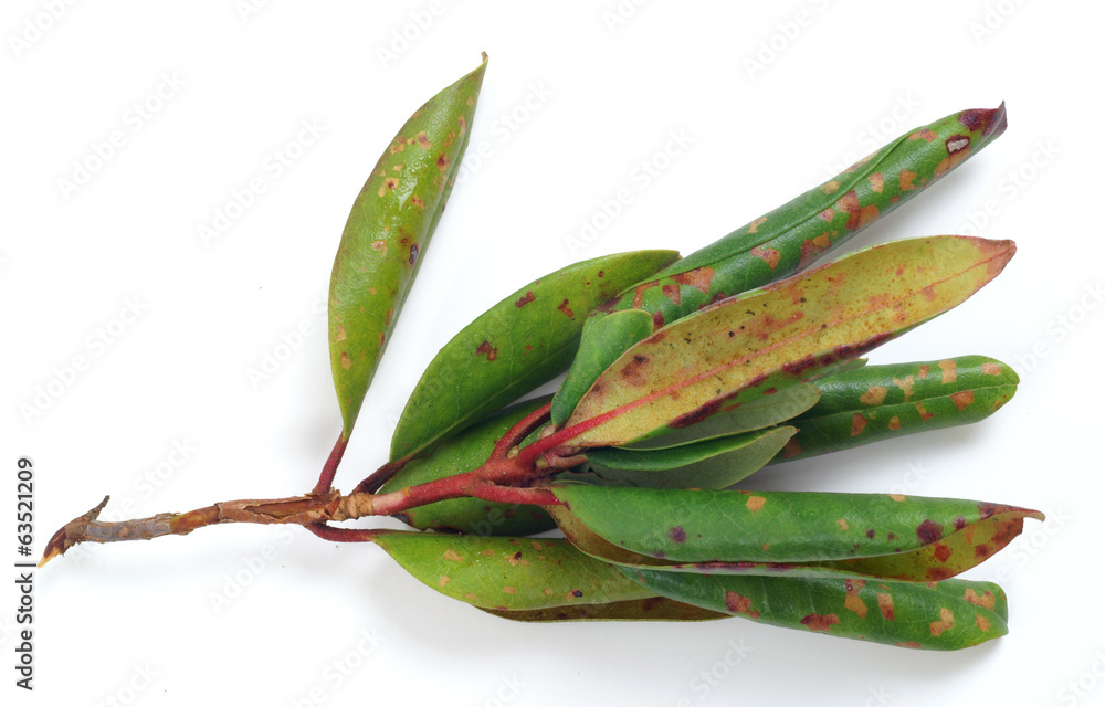 Spot disease on rhododendron leaves - obrazy, fototapety, plakaty 