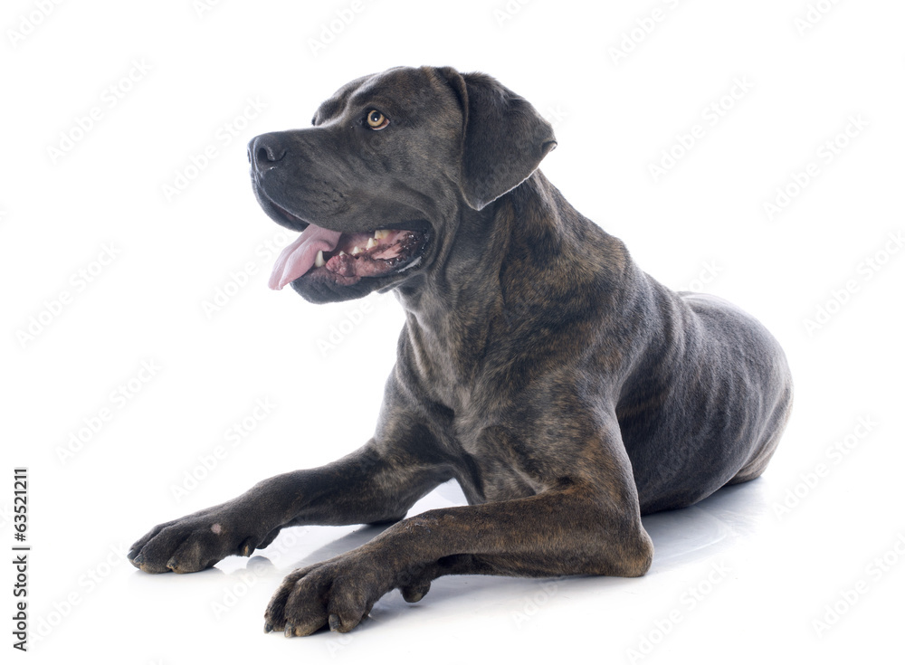 Fototapeta premium italian mastiff