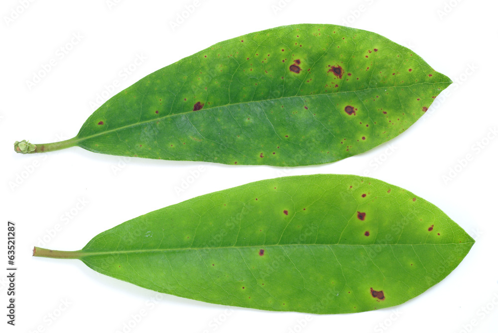 Spot disease on rhododendron leaves - obrazy, fototapety, plakaty 