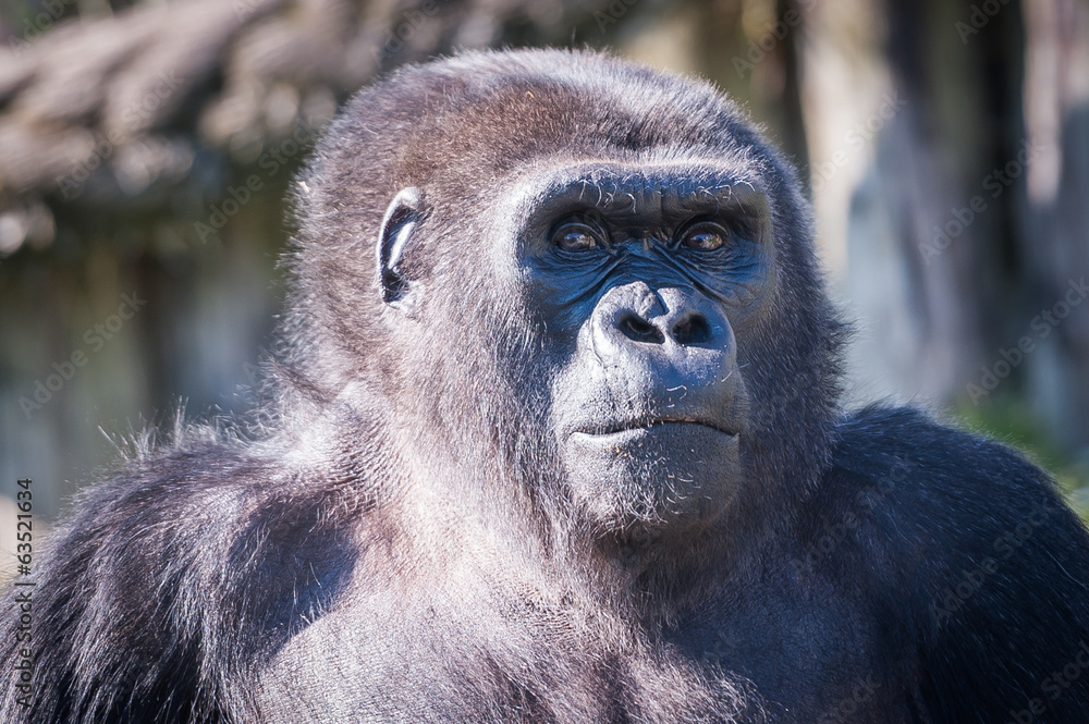 Obraz premium Gorille