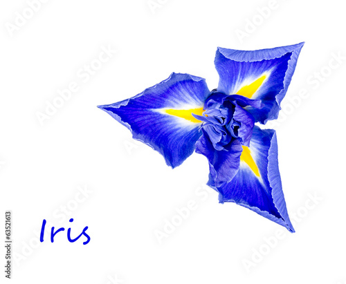 Iris flower opening, isolated over white