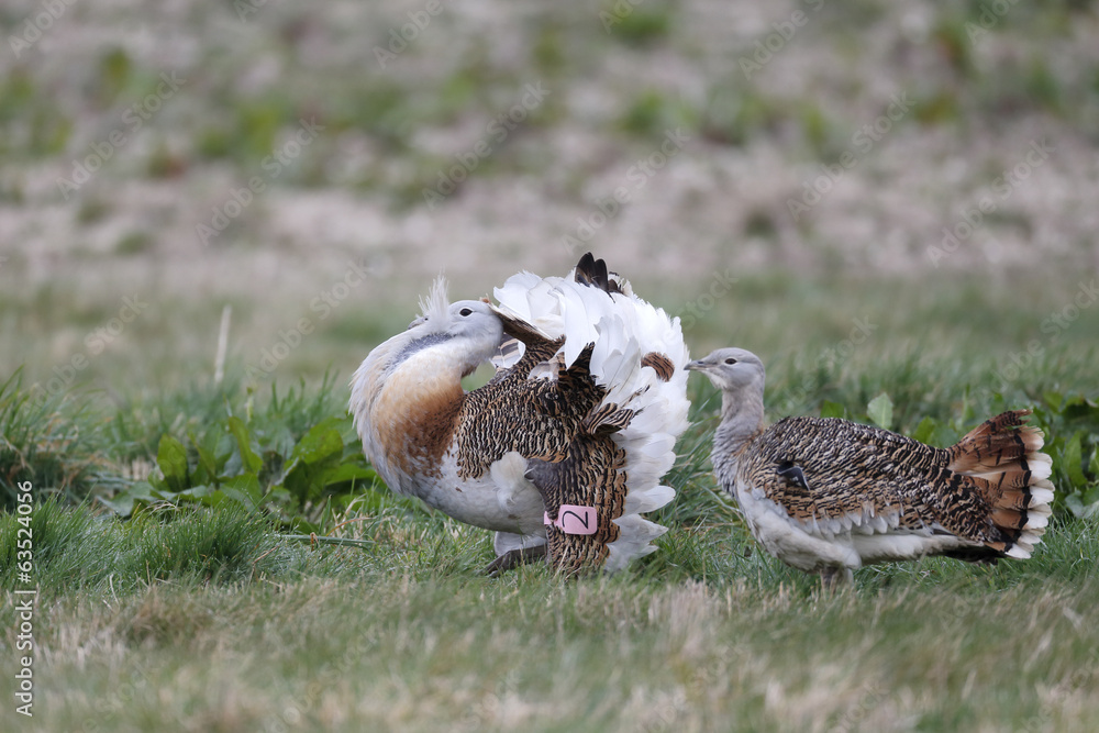 Obraz premium Great bustard, Otis tarda