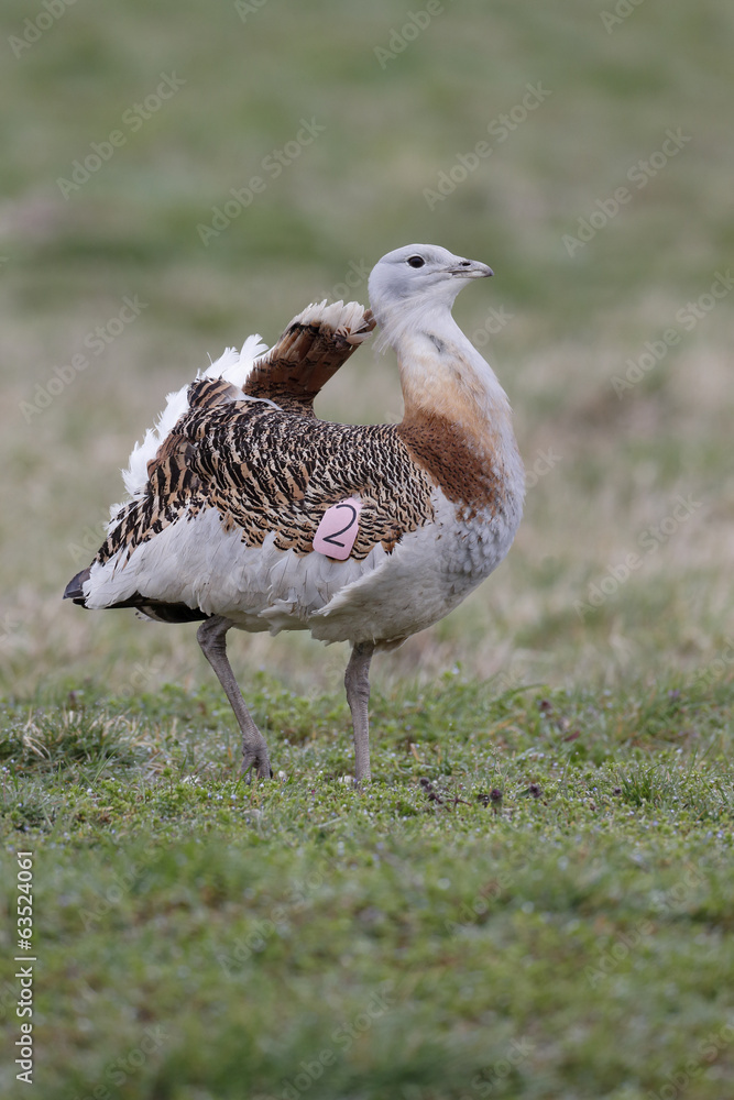 Great bustard, Otis tarda