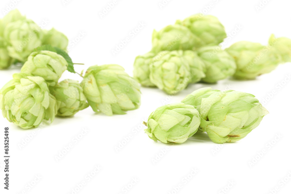 Close up of hop Close up of hop