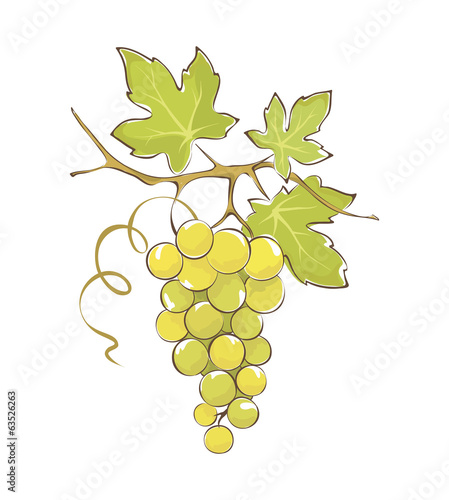 Bunch of white grapes