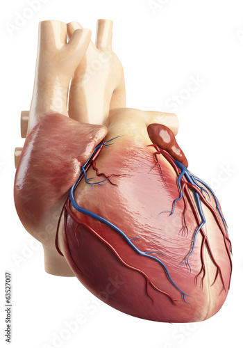 Fotografie Side view Anatomy of the heart interior