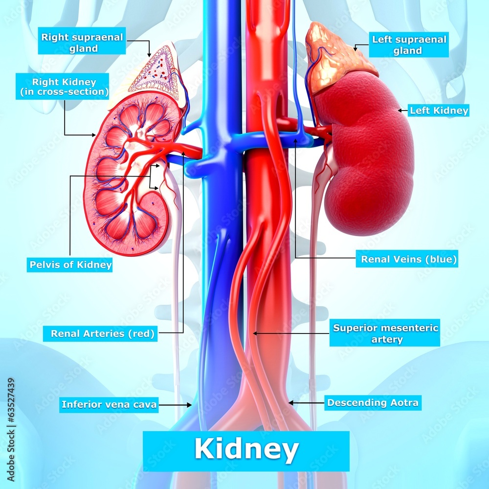 Anatomy of kidney cross section with names Stock Illustration | Adobe Stock