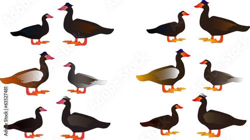 Muscovy ducks stickers