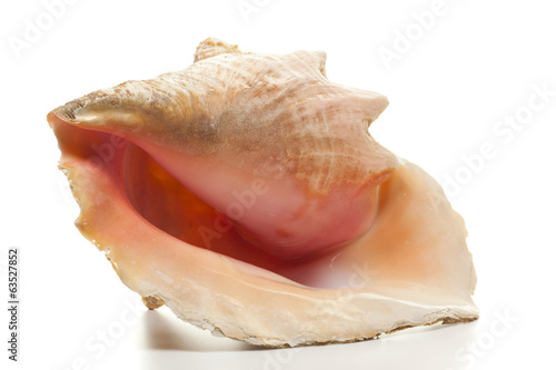 Queen Conch - Strombus sea snail isolated