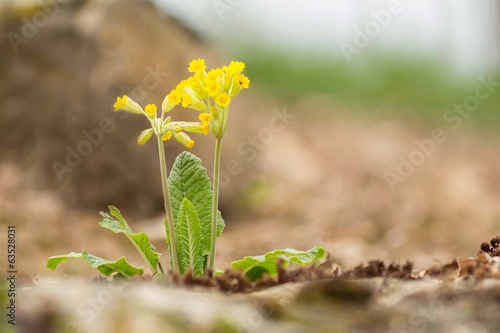 Echte Schlüsselblume / veris